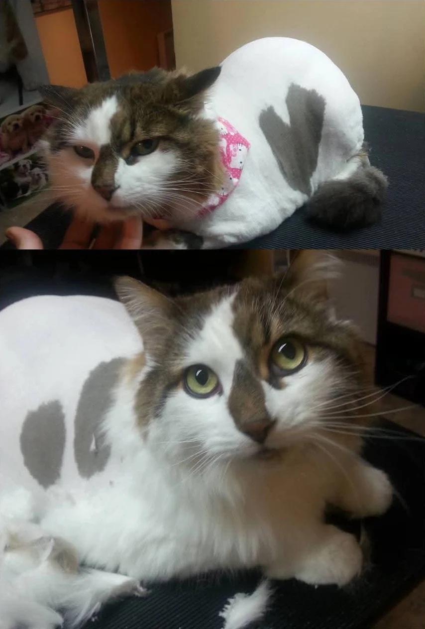 Deux photos d’un chat blanc et brun au poil rasé, avec une tache en forme de cœur sur le dos